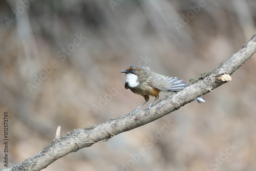 Photography The white-throated laughingthrush (Pterorhinus albogularis) is a species of passerine bird in the family Leiothrichidae