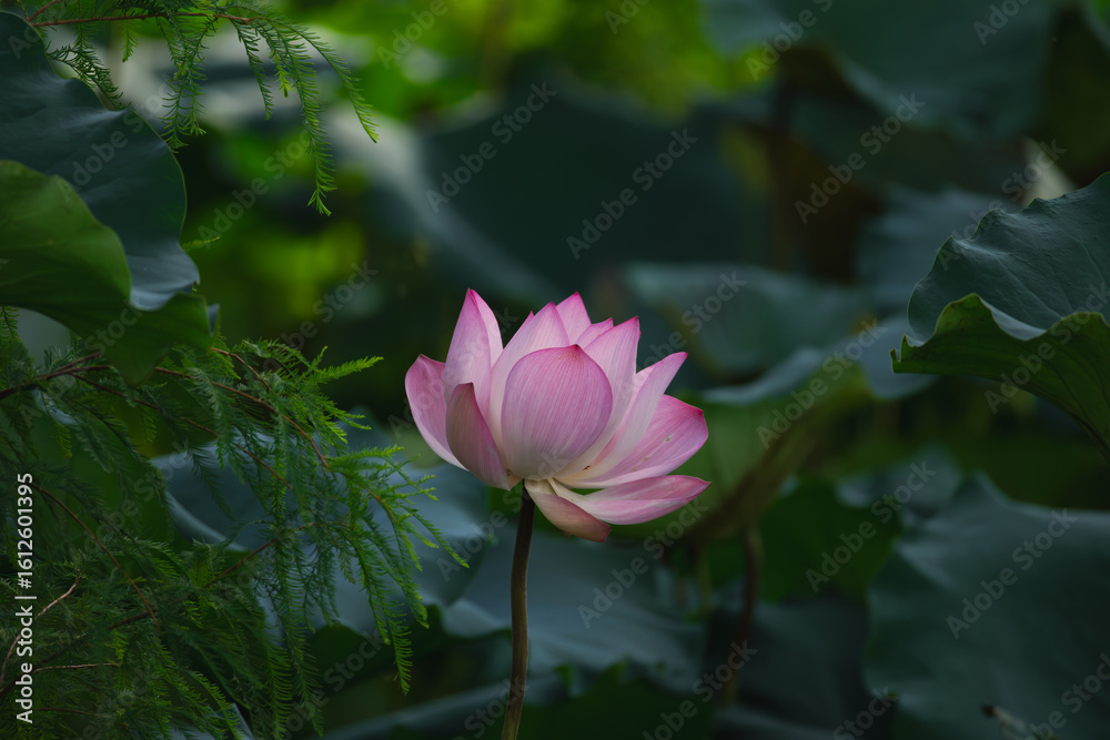Fototapeta premium pink lotus flower