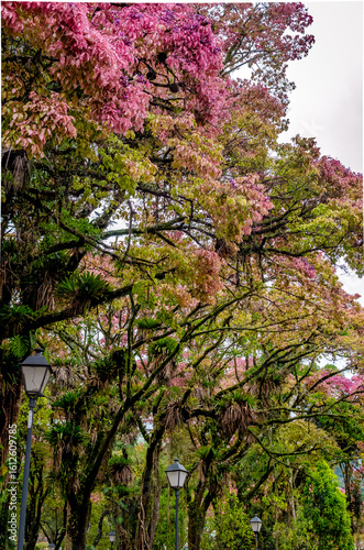 crowns of flowering sapucaias in the city of Petrópolis - Rio de Janeiro
