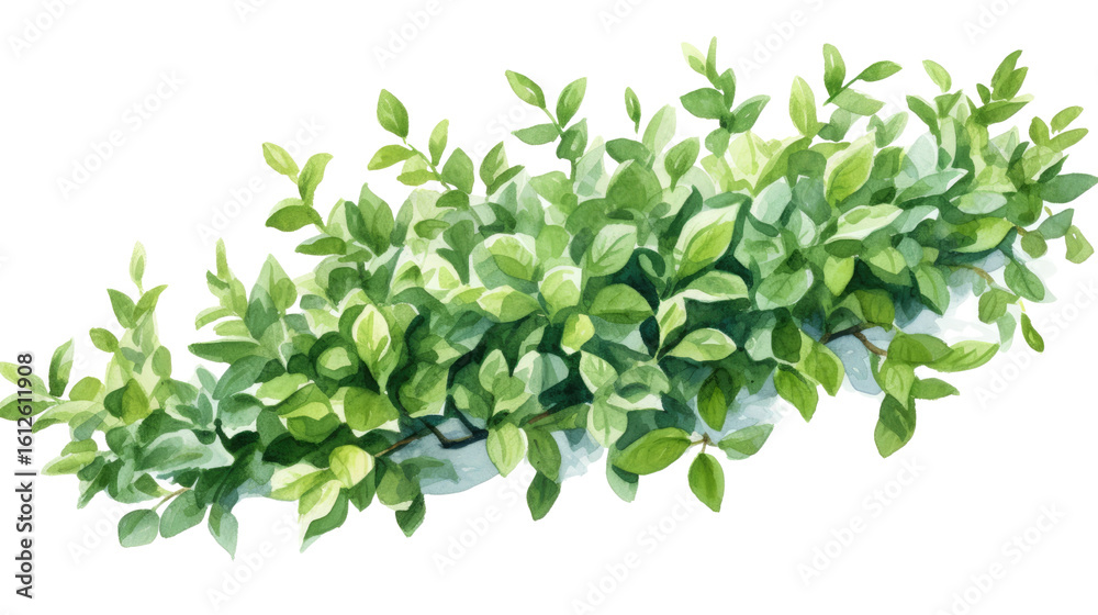 hand drawn light green bush watercolor on white background hand drawn light green bush watercolor on white background