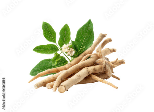 Ashwagandha roots leaves and flowers with intricate details natural, Isolated, Png Transparent Background
