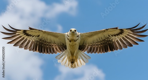 Majestic Eagle in Mid-Flight Close-Up, Photorealistic Worm’s Eye View of Spread Wings, Intricate Creamy White and Brown Feather Patterns, Sharp Gaze Against Vibrant Blue Sky, Bright Natural Light High