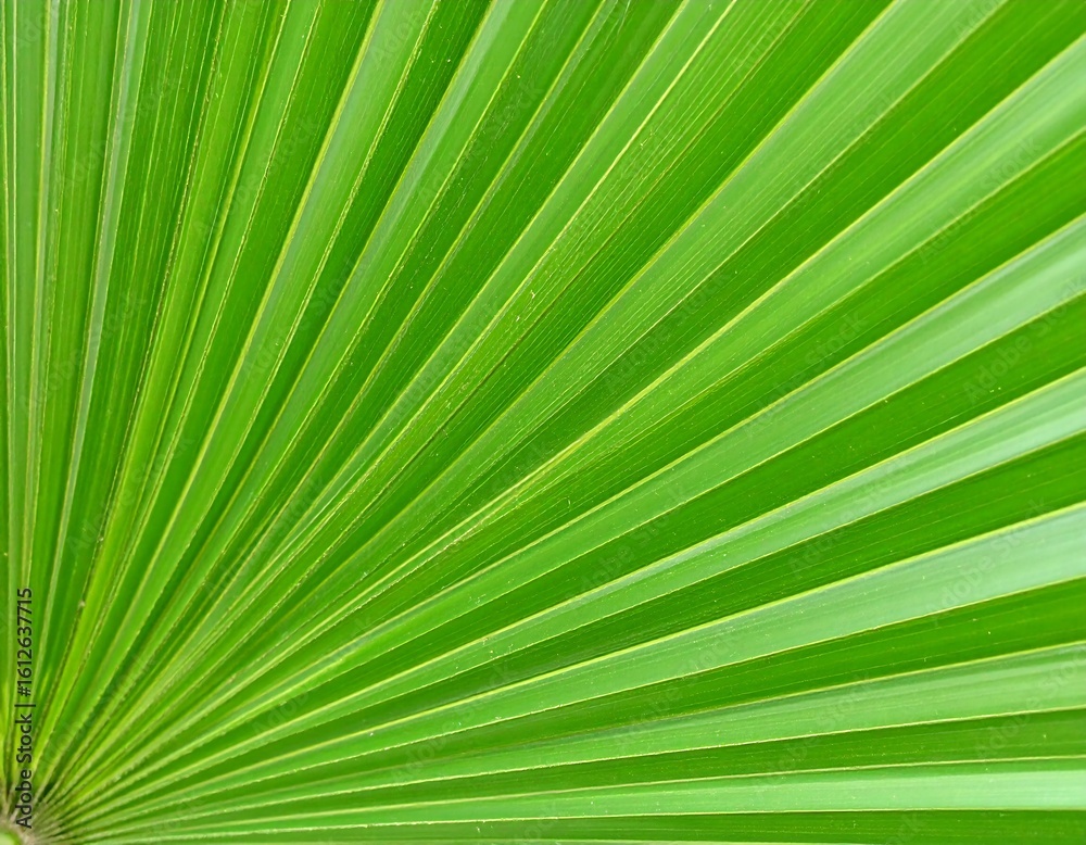Obraz premium Close-up of a vibrant green palm leaf