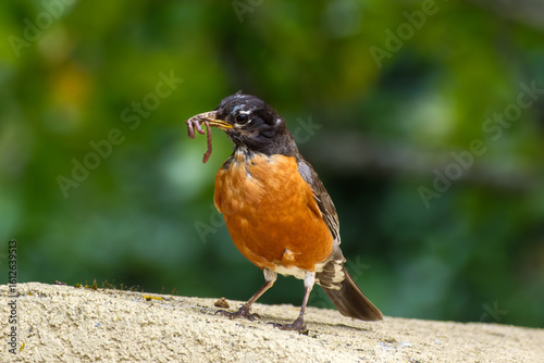 Early Bird / Robin Gets the Worm