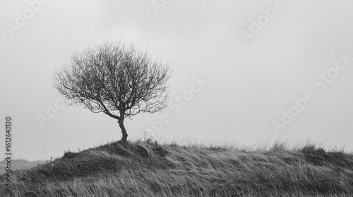 A solitary, leafless tree atop a windswept hill