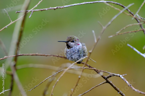 Anna's Hummingbird puffed up on a branch