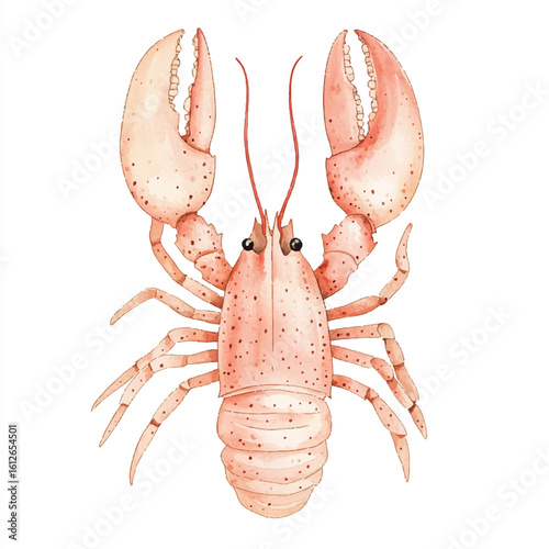 a cute animal of Lobster