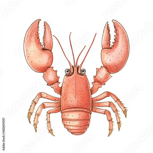 a cute animal of Lobster