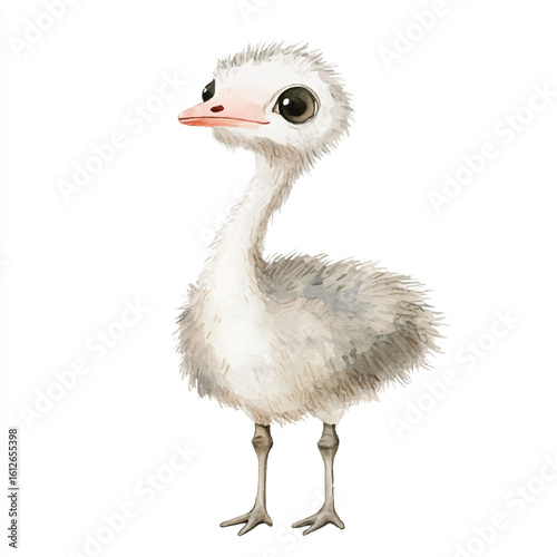 a cute animal of Ostrich