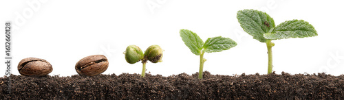 Stages of a seed sprouting