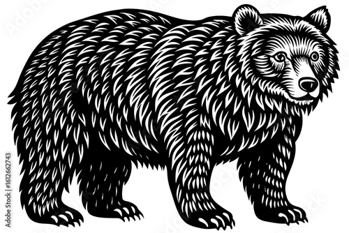 brown bear vector