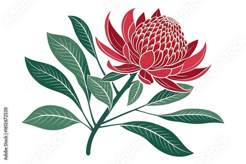 Stylized red waratah flower with green leaves art