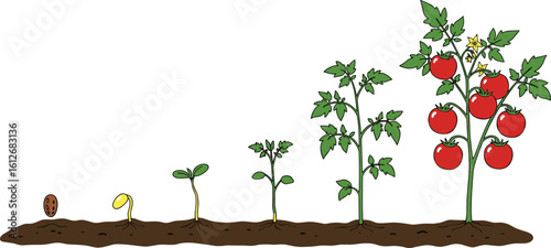 Tomato growth stages illustration, seed to ripe plant, gardening vector art, agriculture infographic, farming process, educational botanical development chart