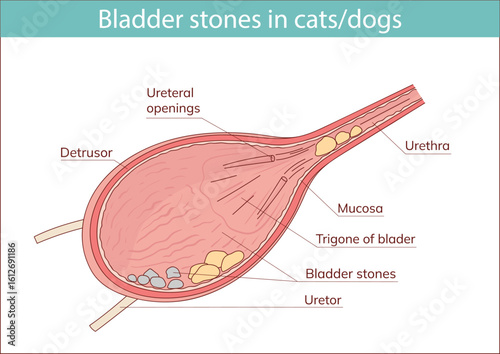 bladder stones animals vector illustration