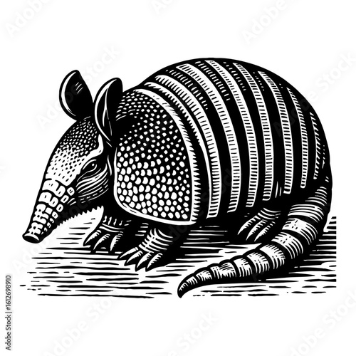 Armadillo Animal Detailed Engraved Black and White Outline Line Art Drawing Vintage Illustration Vector Isolated Object