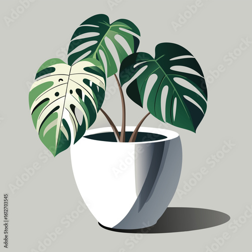 Beautiful monstera deliciosa plant in a modern white pot