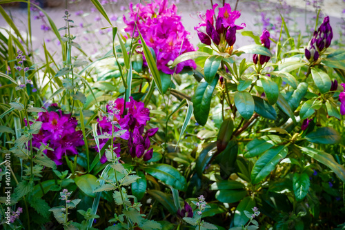 Vibrant purple flowers bloom in a sunny garden filled with lush green foliage during the spring season