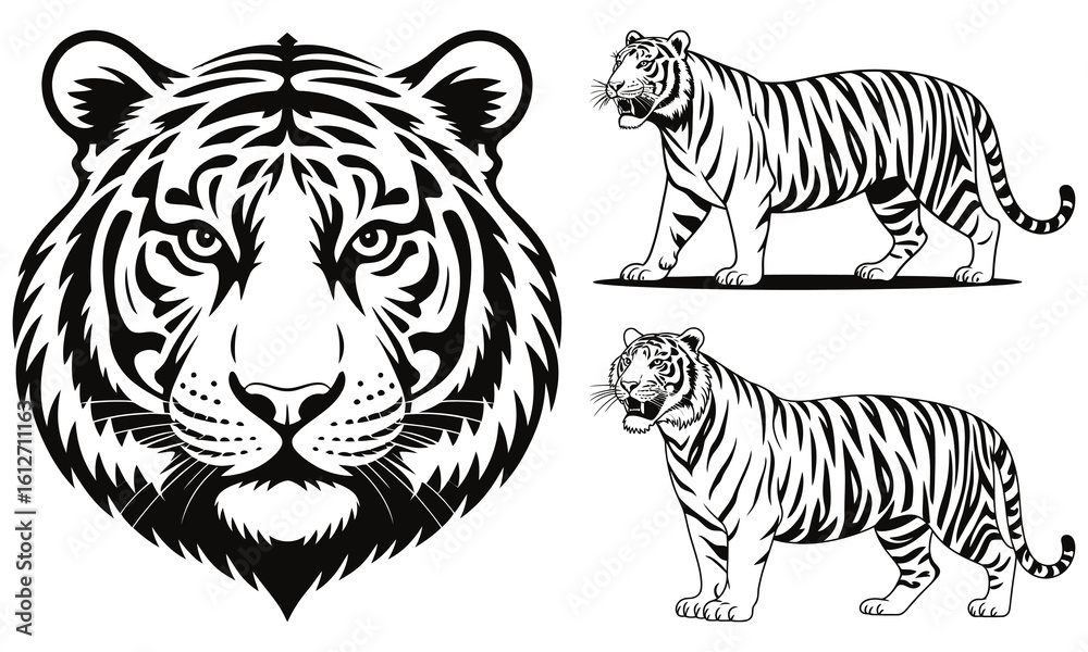 Naklejka premium tiger vector illustration
