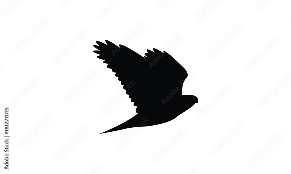 Obraz premium American goshawk bird Silhouette Design And Vector Illustration. 