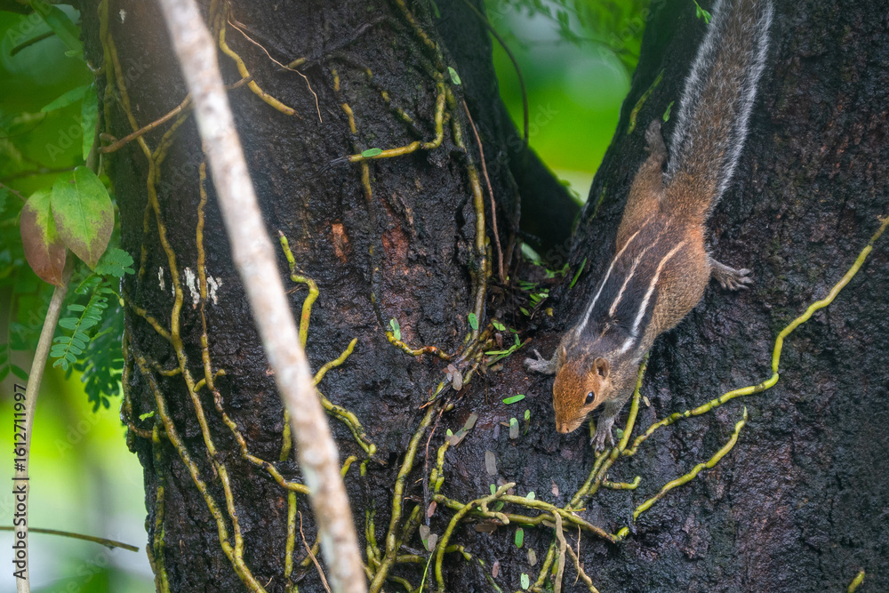 Obraz premium A small Three-striped palm squirrel sitting and watching for a prey in a tree during rainy season