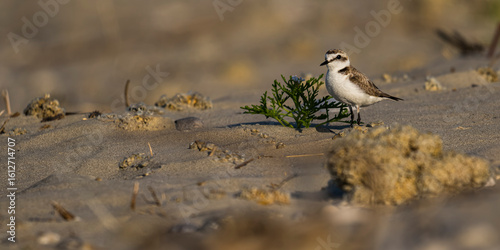 Gravelot à collier interrompu (Pluvier à collier interrompu, 
Anarhynchus alexandrinus, Kentish Plover)