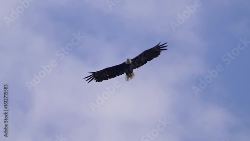 Close-up of a bald eagle gliding overhead in the sky in the Utah wilderness as the circles around.