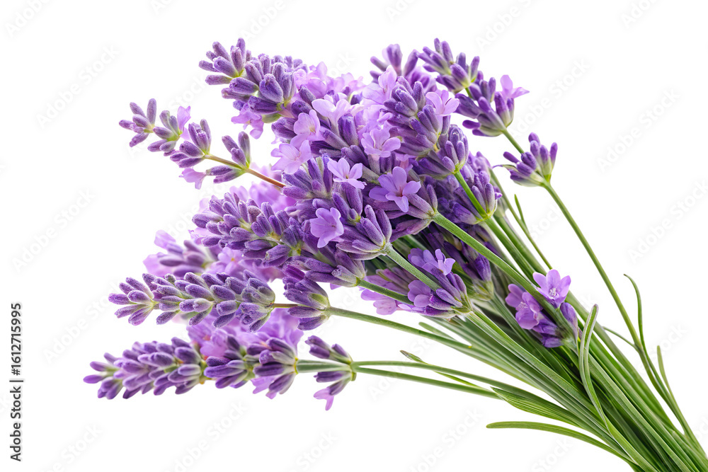 Fototapeta premium Bunch of Lavender Isolated on Transparent Background