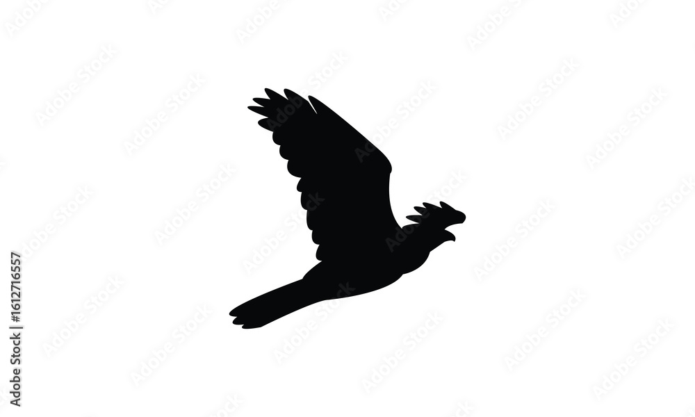American goshawk bird Silhouette Design  And Vector Illustration. 