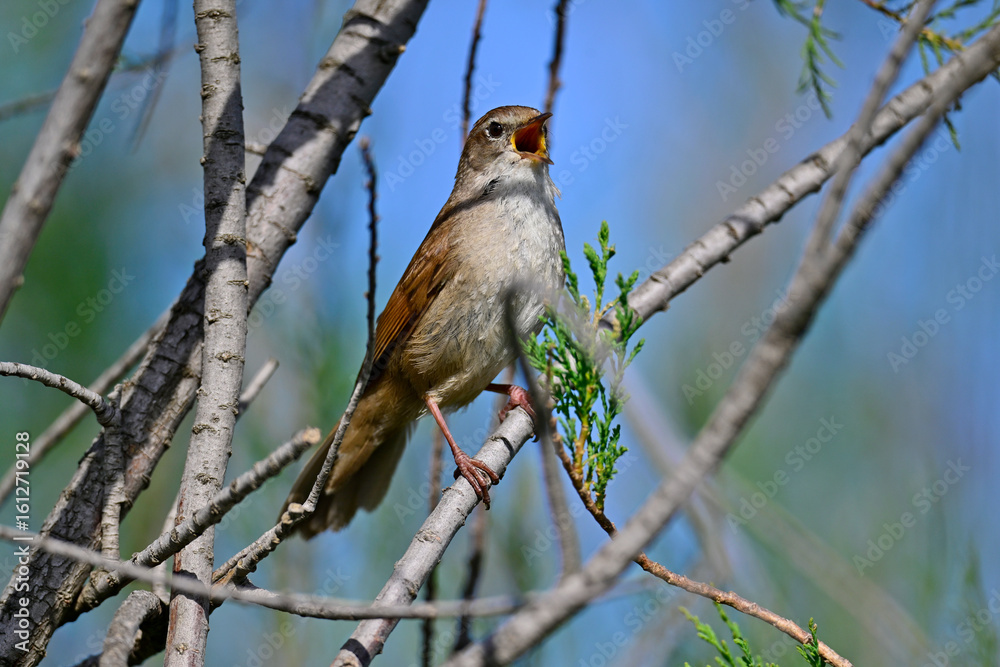 Obraz premium Cetti's warbler // Seidensänger (Cettia cetti)
