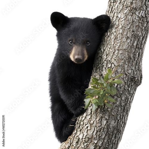 A cute black bear cub climbs a tree trunk, isolated on transparent background on transparent background