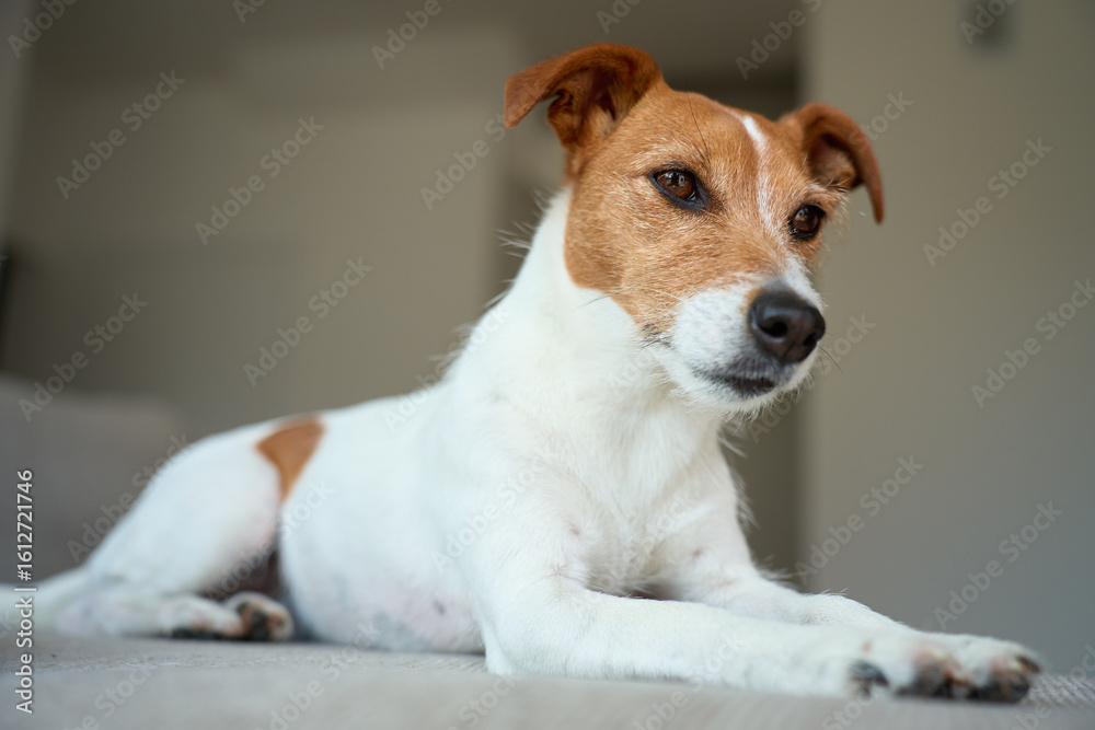 Portrait of Jack Russell Terrier dog lying on sofa. Funny pet relaxing at home Portrait of Jack Russell Terrier dog lying on sofa. Funny pet relaxing at home