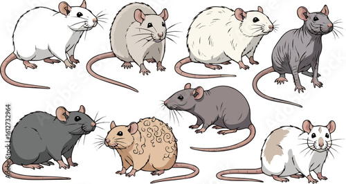 Create a kinds of deferent rat vector art color with white background.