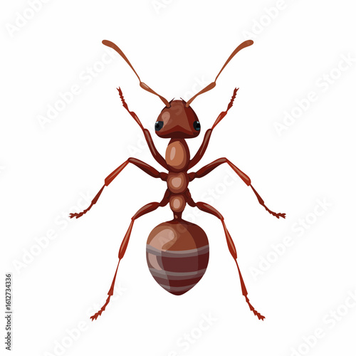 Detailed illustration of a brown ant with prominent features on a white background