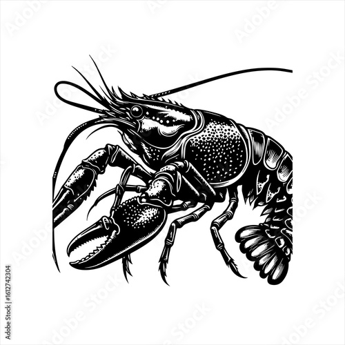 Crayfish illustration
