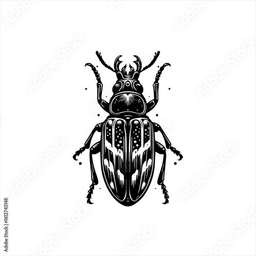 Detailed beetle illustration