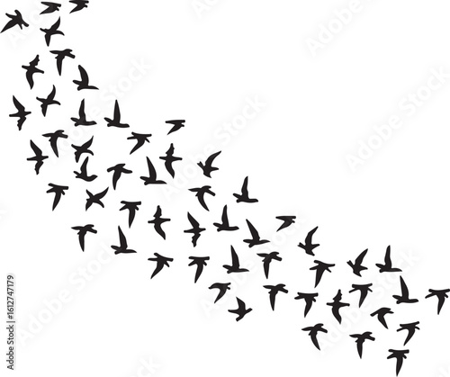 Black and white vector illustration of flying birds with an abstract background