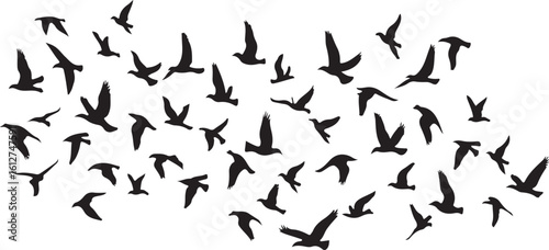 Black and white vector illustration of flying birds with an abstract background
