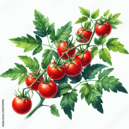 watercolor tomato vine vector , watercolor tomato vine