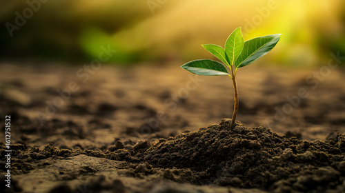 A small green plant sprouts from dark soil illuminated by sunlight.