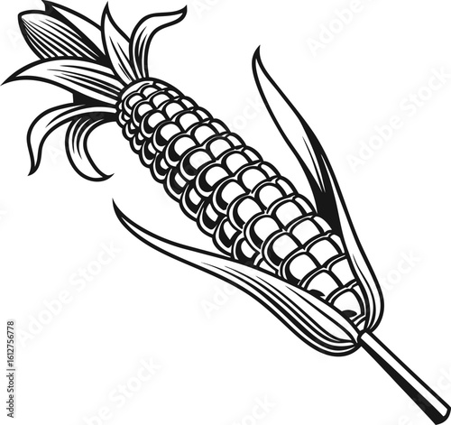 Fresh yellow corn cobs with green leaves are isolated on a white background, highlighting healthy, organic vegetable agriculture