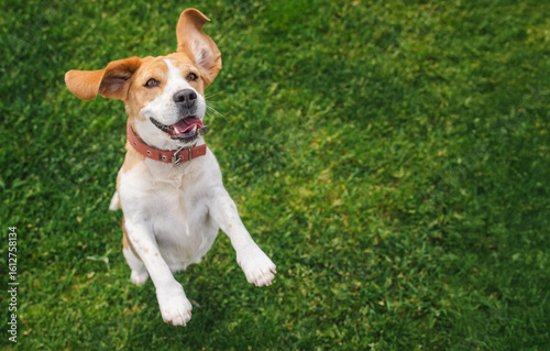 Happy beagle dog jumping on green grass with ears flapping and mouth open in a joyful expression, mid-air in a playful moment