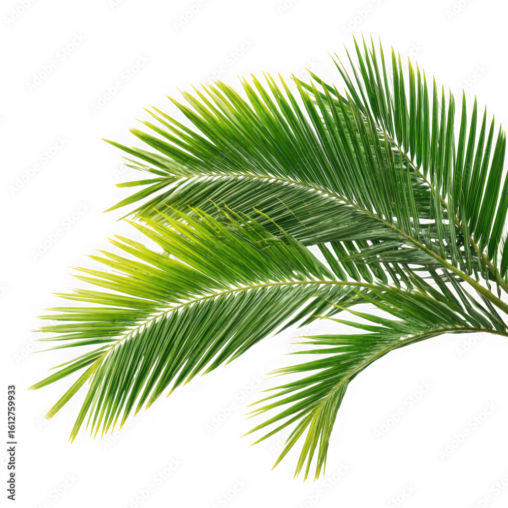 Obraz premium Palm tree leaves. isolated Green tropical leaf of palm coconut tree on white background.