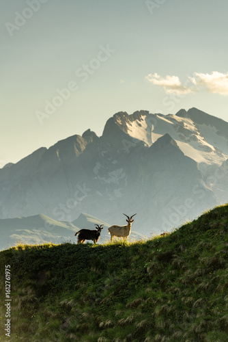 Wallpaper Mural Wild ibex roaming alpine peaks of the stunning Dolomites mountains Torontodigital.ca
