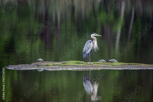 Great Blue Heron Standing in Emerald Water
