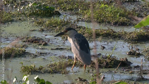 Black-crowned Night Heron in Florida Swamp