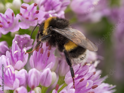 Buzzing bee (Western honey bee - Apis mellifera) with extended proboscis on a pink clover flower 