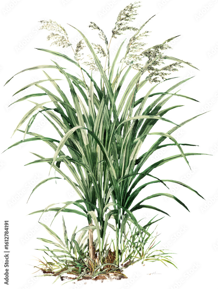 Obraz premium Lemongrass plant isolated on transparent background, vintage illustration.