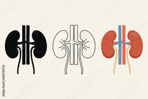 Detailed kidney vector illustration set in silhouette, line art, and full-color styles. Ideal for medical education, urology, anatomy infographics, and healthcare design resources