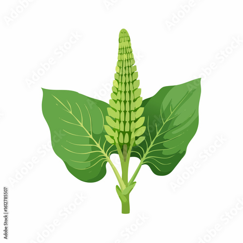 Detailed botanical illustration of a flowering plant with broad leaves and bud-like structure