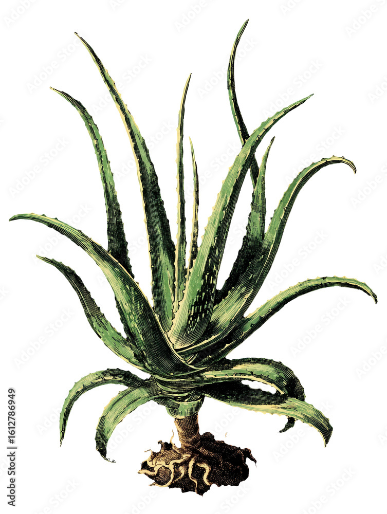 Fototapeta premium Aloe vera leaf isolated on transparent background, vintage illustration.